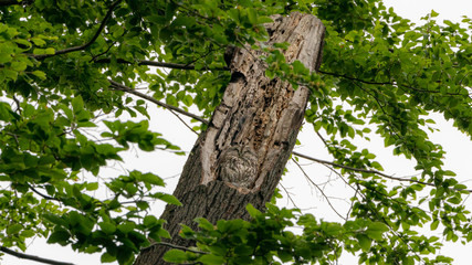 Fototapeta premium slipping tawny owl, smiling, camouflaging itself in the nest on a broken tree. 