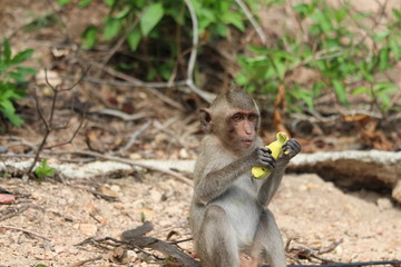 The little monkey eating a banana at Bangsaen Khao Sam Muk