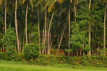 Coconut  plantation 