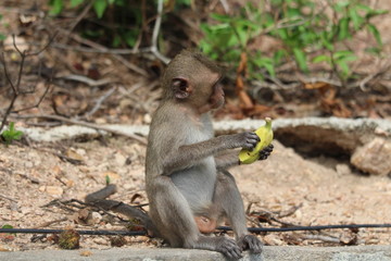 The little monkey eating a banana at Bangsaen Khao Sam Muk