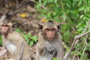 The little monkey is looking for something on a natural hill surrounded by many trees.