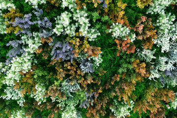Multi-colored colorful texture. Foliage of several colors.