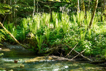 Farnkraut am Bachrand