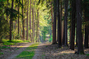 road leads through the forest, beautiful nature for active recreation and a healthy lifestyle in the Czech Republic