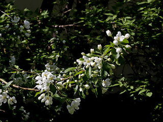 white cherry tree