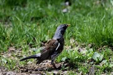 blackbird on the ground