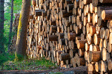large amount of harvested wood in the forest, industrial logging in the Czech Republic