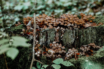 Pilze