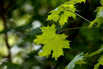 green maple leaves