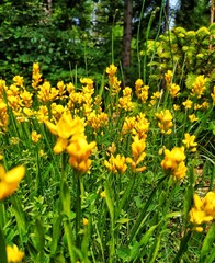 yellow flowers in the forest