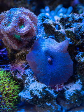 Blue discosoma (Actinodiscus - soft coral) coral in a reef tank