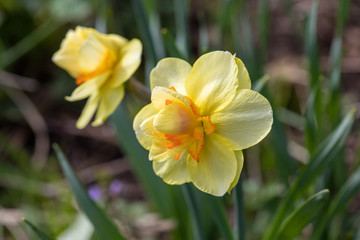 Naklejka na ściany i meble Yellow flowers narcissus. Background Daffodil narcissus with yellow buds and green leaves.