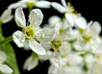 Blossoming bird cherry with white flowers on a black background. Beautiful bird-cherry tree branch in bloom, close-up view.