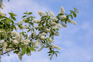 White flowers blooming bird cherry.