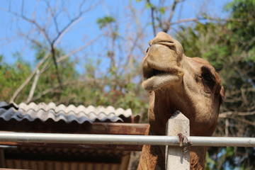The face of a camel in the zoo is full of nature.