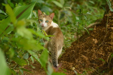 Cat litter n the woods