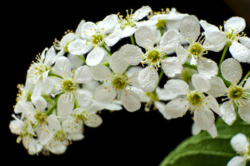 Blossoming bird cherry with white flowers on a black background. Beautiful bird-cherry tree branch in bloom, close-up view. 