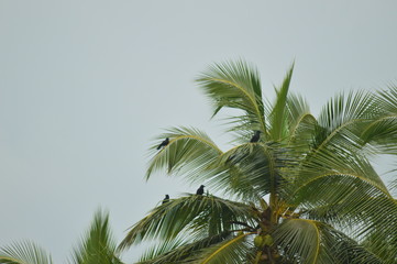 Fototapeta na wymiar Coconut tree leaves and the crows sitting view before the rain 