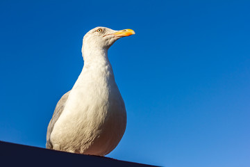 Porträt von einer Silbermöwe vor blauem Himmel
