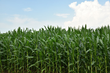 Corn filed in summer time