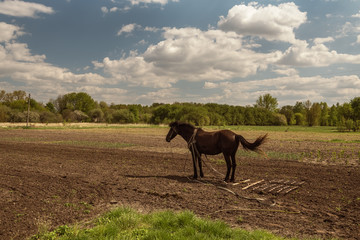 Obraz na płótnie Canvas A dark horse with a device for cultivating the land stands on a plowed field. Farm rural simple life. Ukraine. Zhytomyr Oblast.