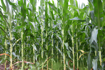 Corn filed in summer time