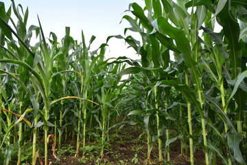Obraz premium Corn filed in summer time