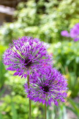 Obraz premium Violet round allium flowers on home garden background.