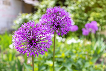 Obraz premium Violet round allium flowers on a garden background.