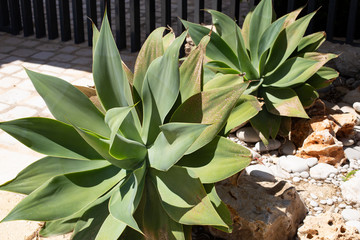Fototapeta premium Close-up of aloe cacti in landscape design, gardening