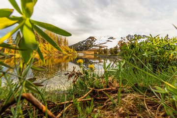Sonnenblumen am Berg