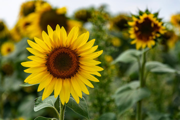 Sunflowers on the field in the sunshine. Sunny day and large yellow flowers growing side by side. Cultivation and upcoming harvests.