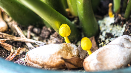 Champignons Lépiotes jaunes