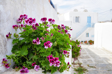 Picturesque scenic narrow streets with traditional whitewashed houses with blue doors windows of...