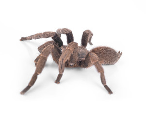Tarantula  isolate on white background