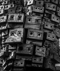 Birds Metropolis.
Black and white close up picture of several 
wooden bird cages fixed to a big tree. It is also an allegory of our own ghetto, ultra concentrated apartments in our modern cities.