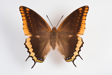 Charaxes jasius (Linnaeus)