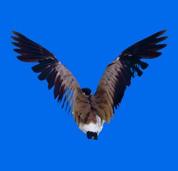 Wings Spread and getting ready for takeoff on a light blue background 