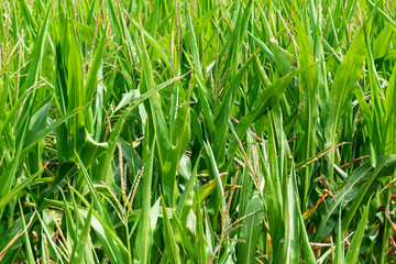 green grass background