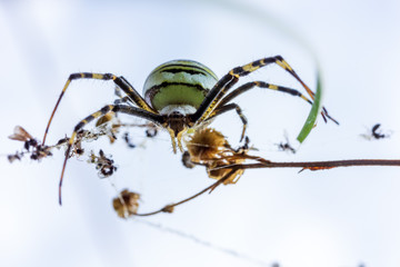close-up front view of a female spider Argiope Bruennichi in its natural habitat