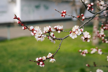 Beautiful flowering apricot flowers in spring close up