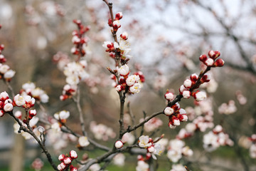 Beautiful flowering apricot flowers in spring close up