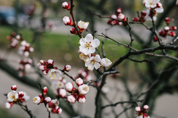 Beautiful flowering apricot flowers in spring close up