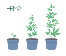 Growing cannabis indoors. Stages of marijuana growth: green bushes in pots, from a small sprout to ripening buds.. SoG hemp cultivation technique. Stylish vector illustration in a flat style.