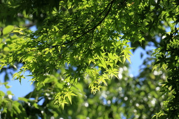 Obraz premium 新緑