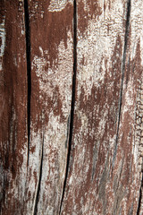  interesting original natural background from an old brownish tree trunk in close-up
