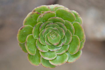 round green flower of a cactus flower in close-up