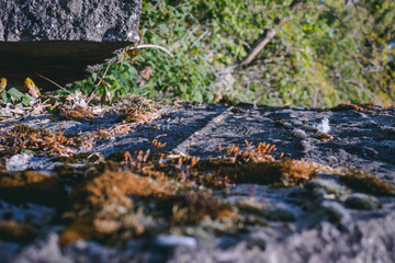 Overgrown stone close up look 
