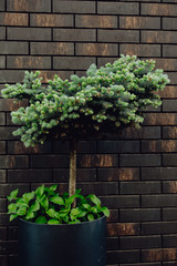 Conifer on a background of a brown brick wall, natural leaf background. Green tree on the wall texture