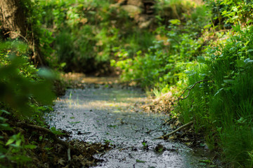 Obraz na płótnie Canvas Little mud brook in forest 